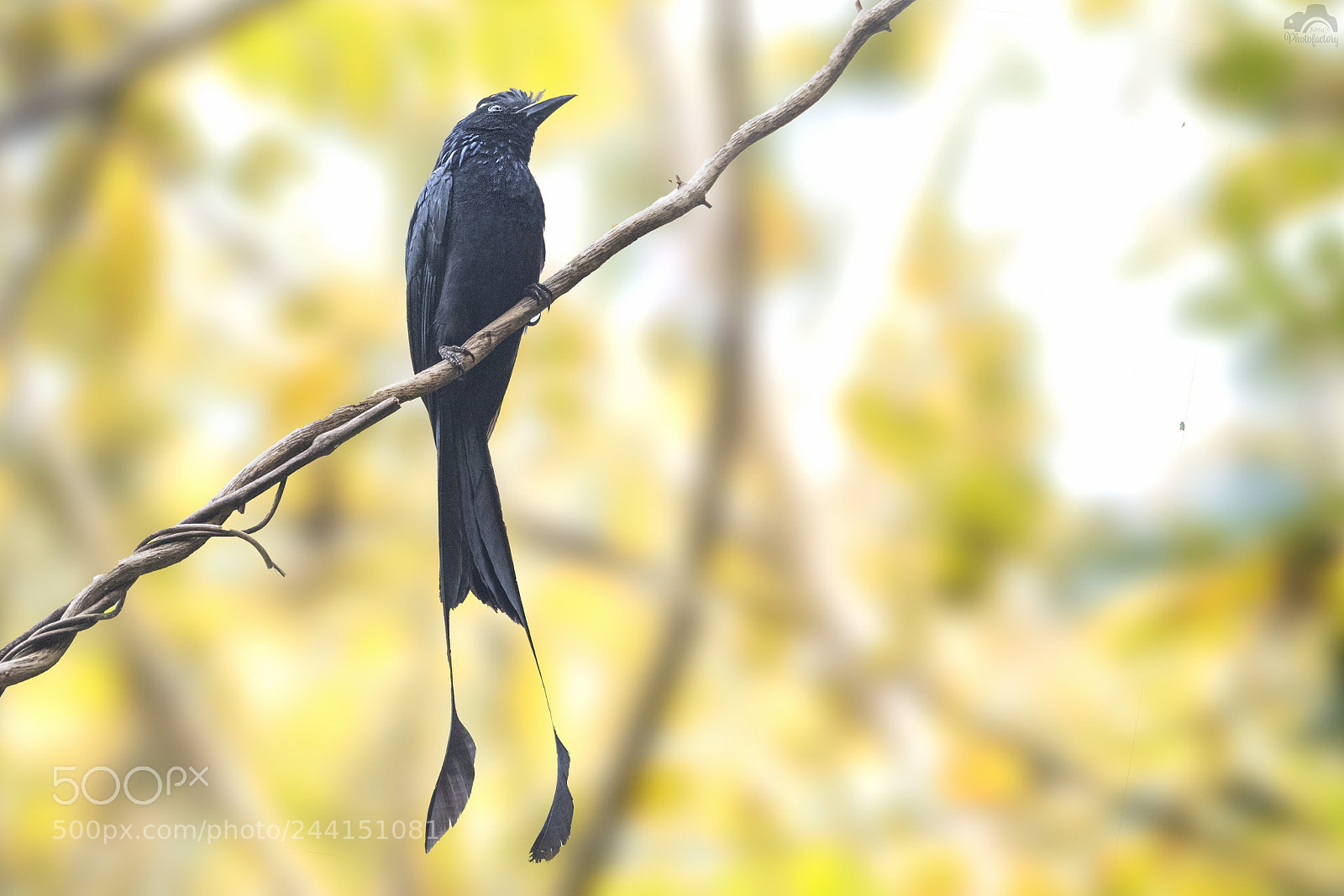 Nikon D810 sample photo. Greater racket tailed drongo photography