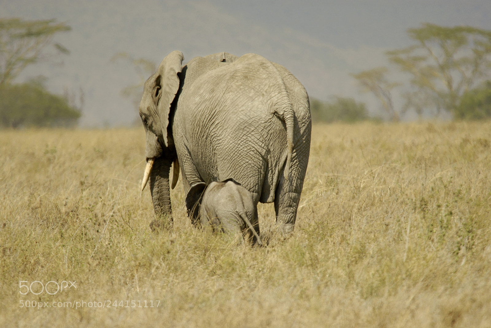 Nikon D200 sample photo. Tanzania photography