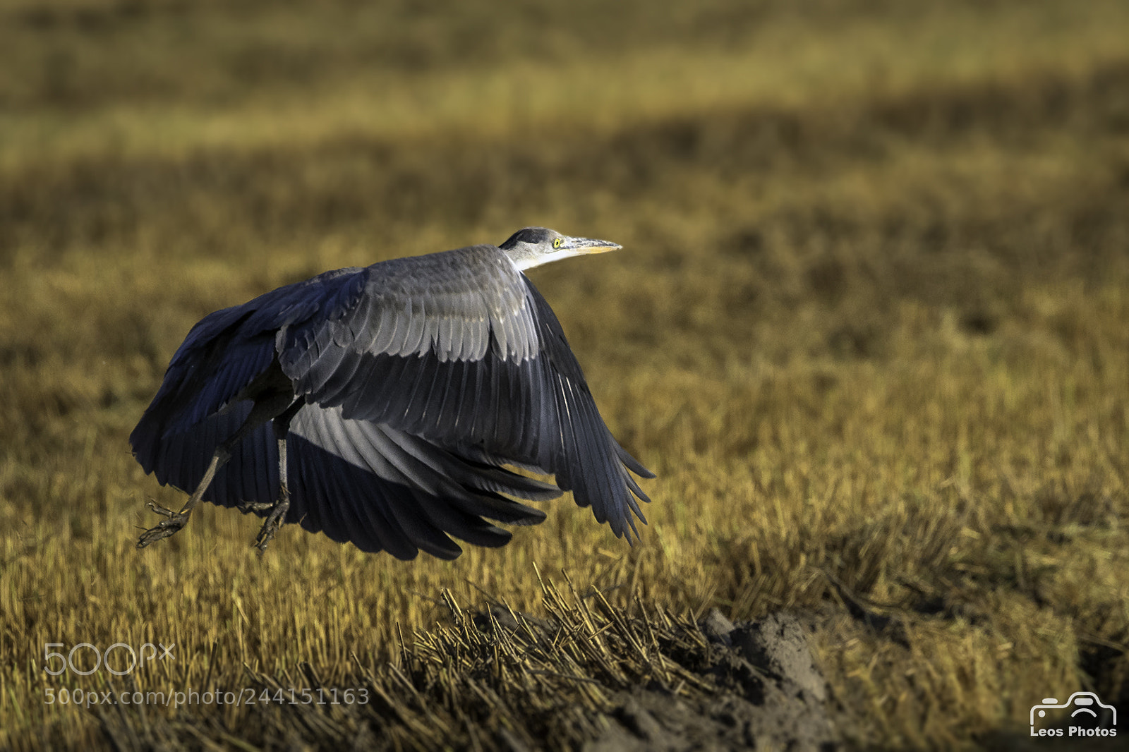 Canon EOS 7D Mark II sample photo. I'm going... photography