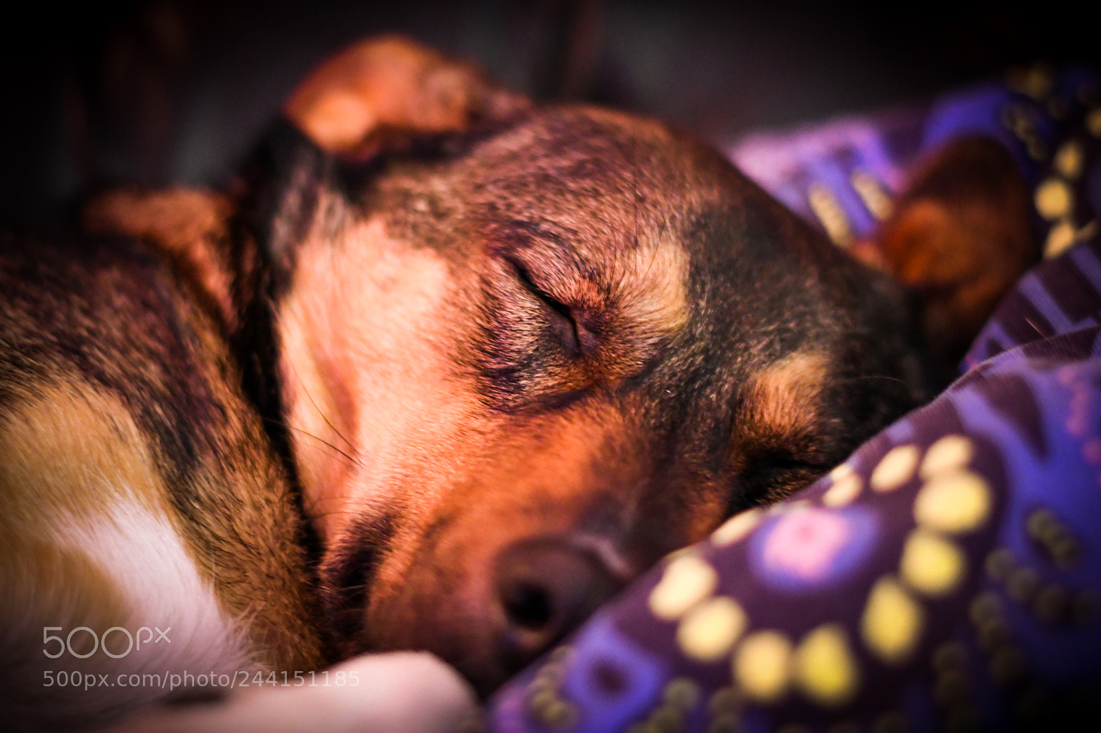 Nikon D500 sample photo. Schlafender hund photography