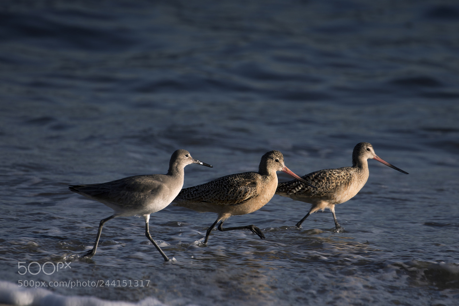 Canon EOS 750D (EOS Rebel T6i / EOS Kiss X8i) sample photo. Birds running photography