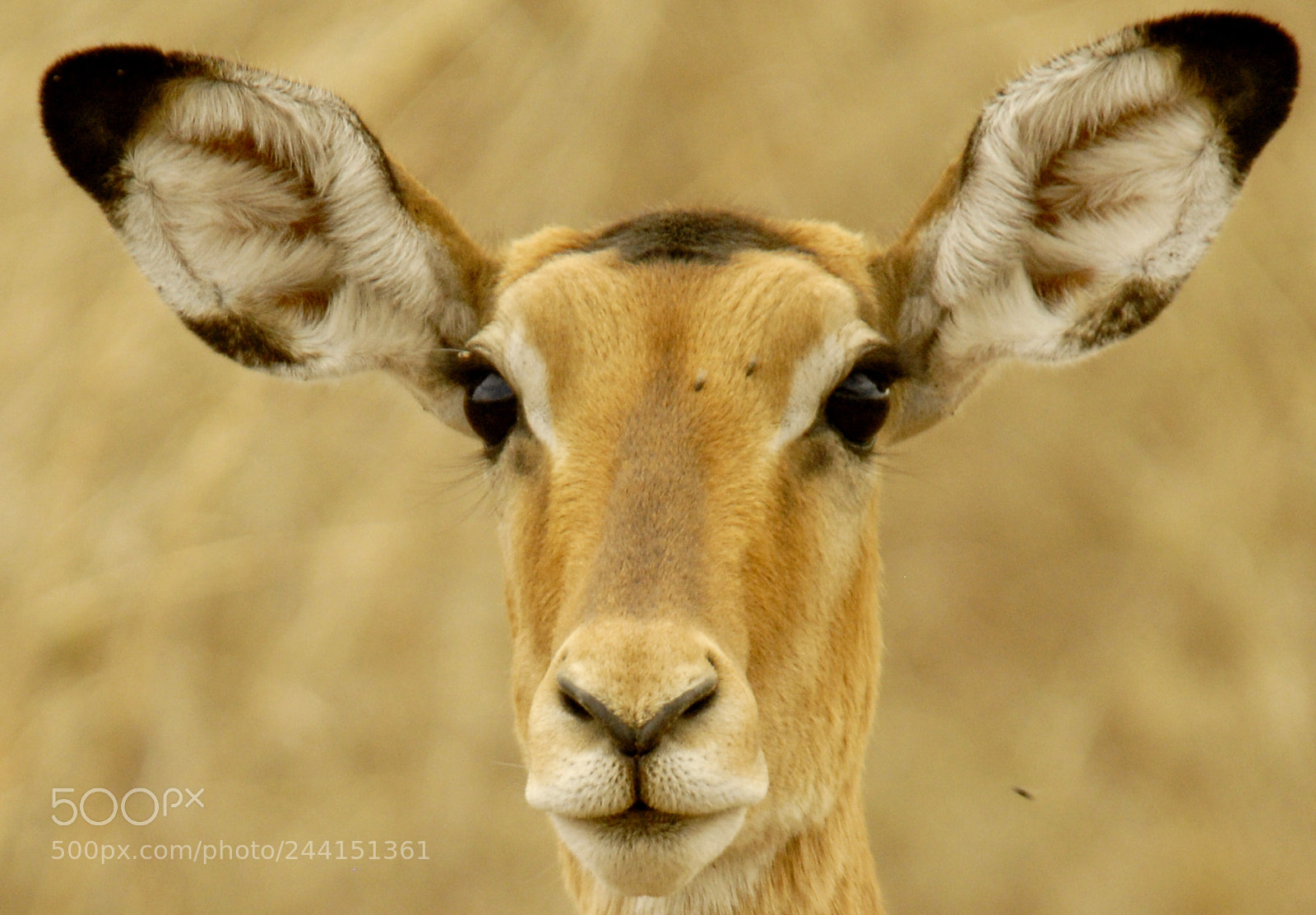 Nikon D200 sample photo. Tanzania photography