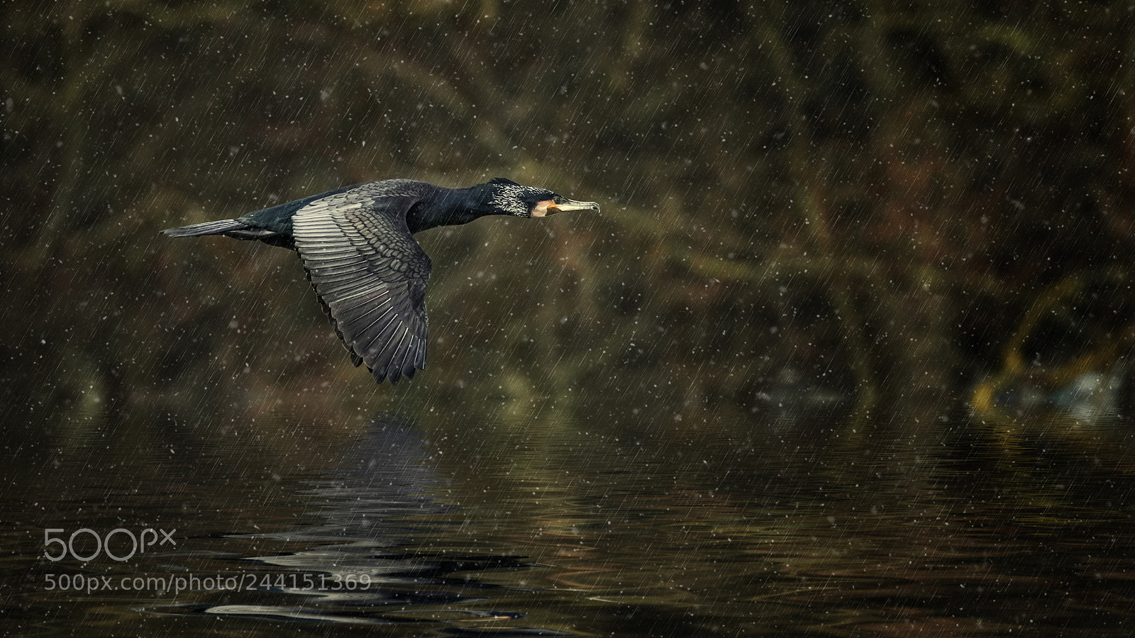 Sony a7R III sample photo. Cormorant photography