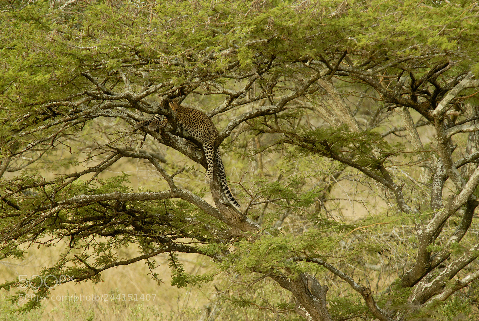 Nikon D200 sample photo. Tanzania photography