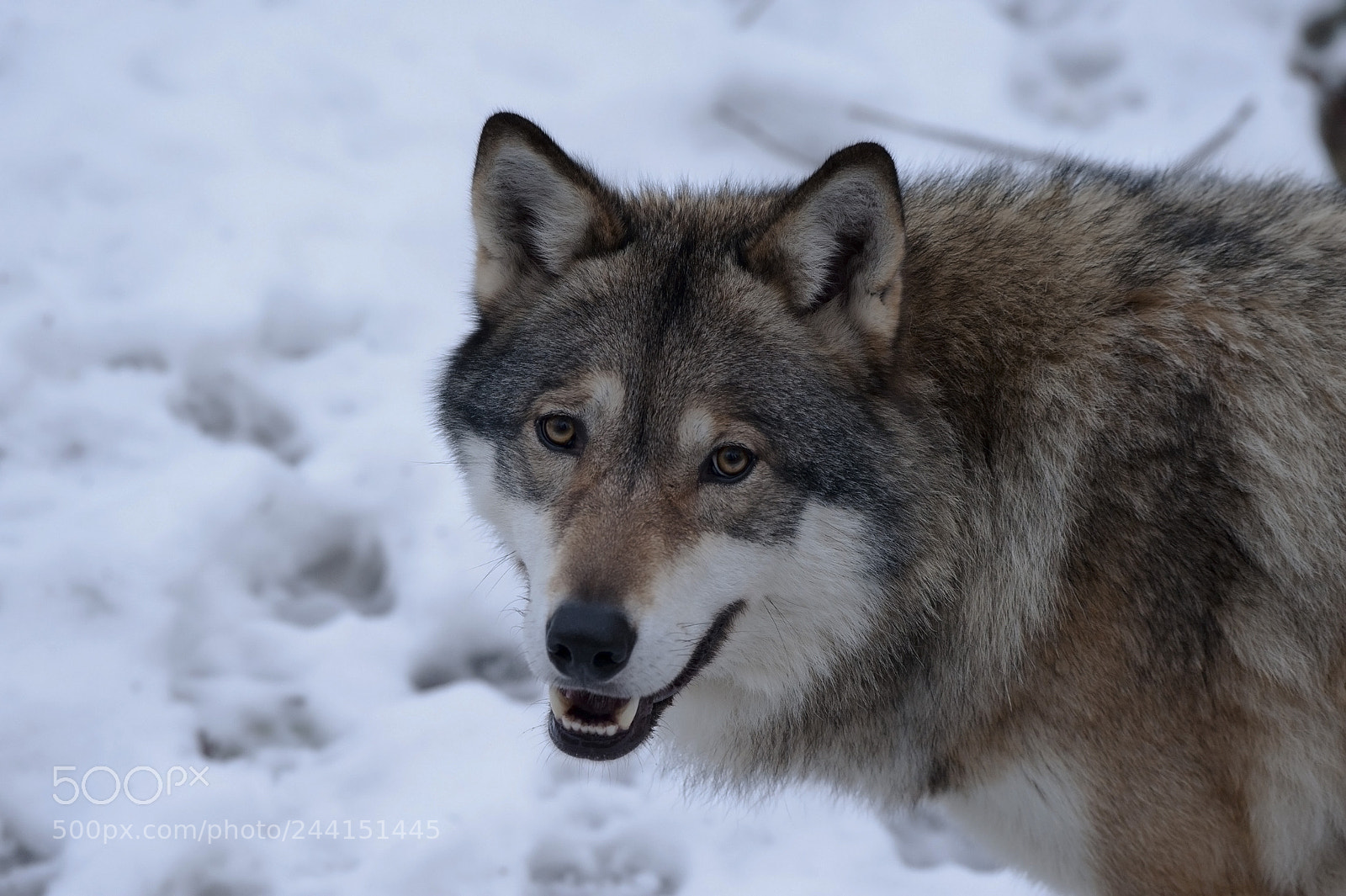 Nikon D700 sample photo. Portray of a swedish photography