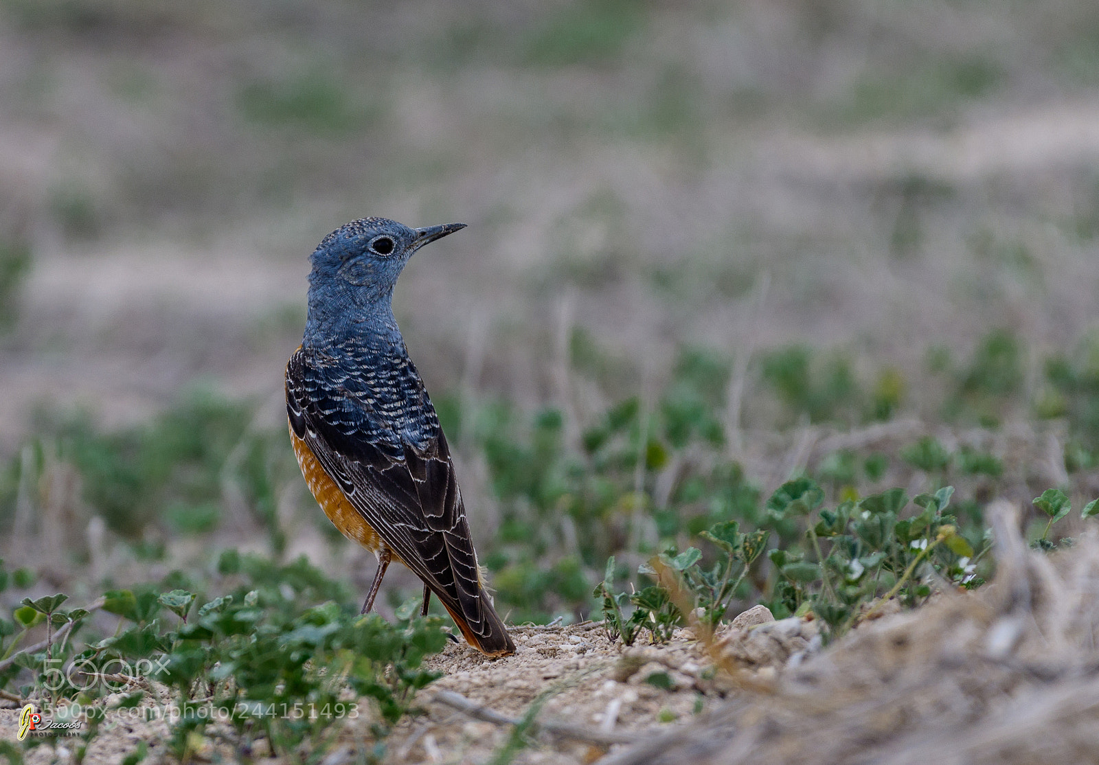 Nikon D500 sample photo. Rock thrush photography