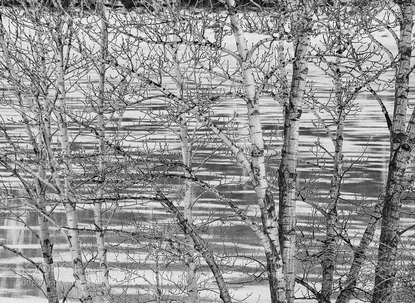 Nikon D40X sample photo. Como lake birch and photography