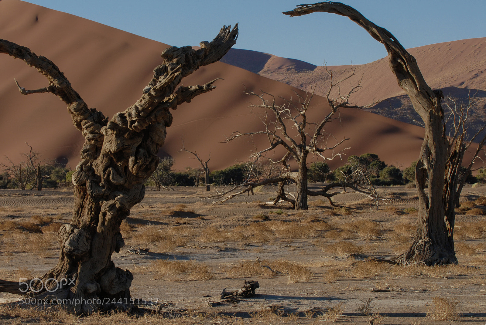Nikon D200 sample photo. Dali's desert photography