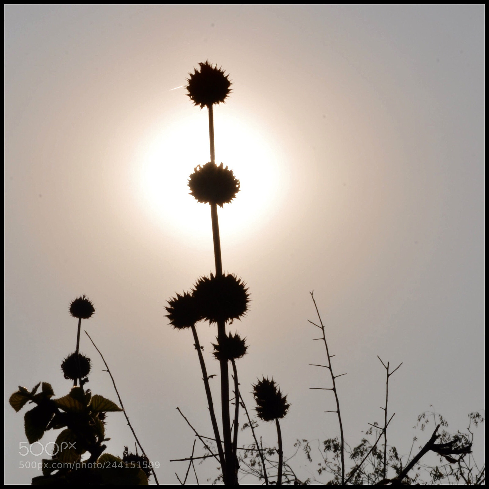 Nikon D90 sample photo. Caption it .... photography