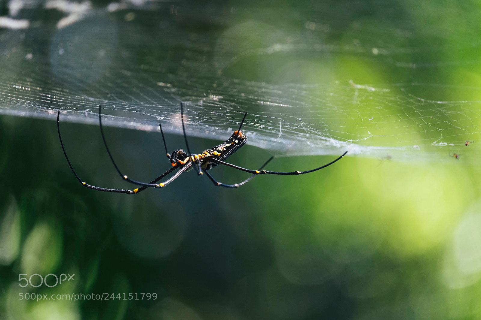 Fujifilm X-T1 sample photo. Nephila photography