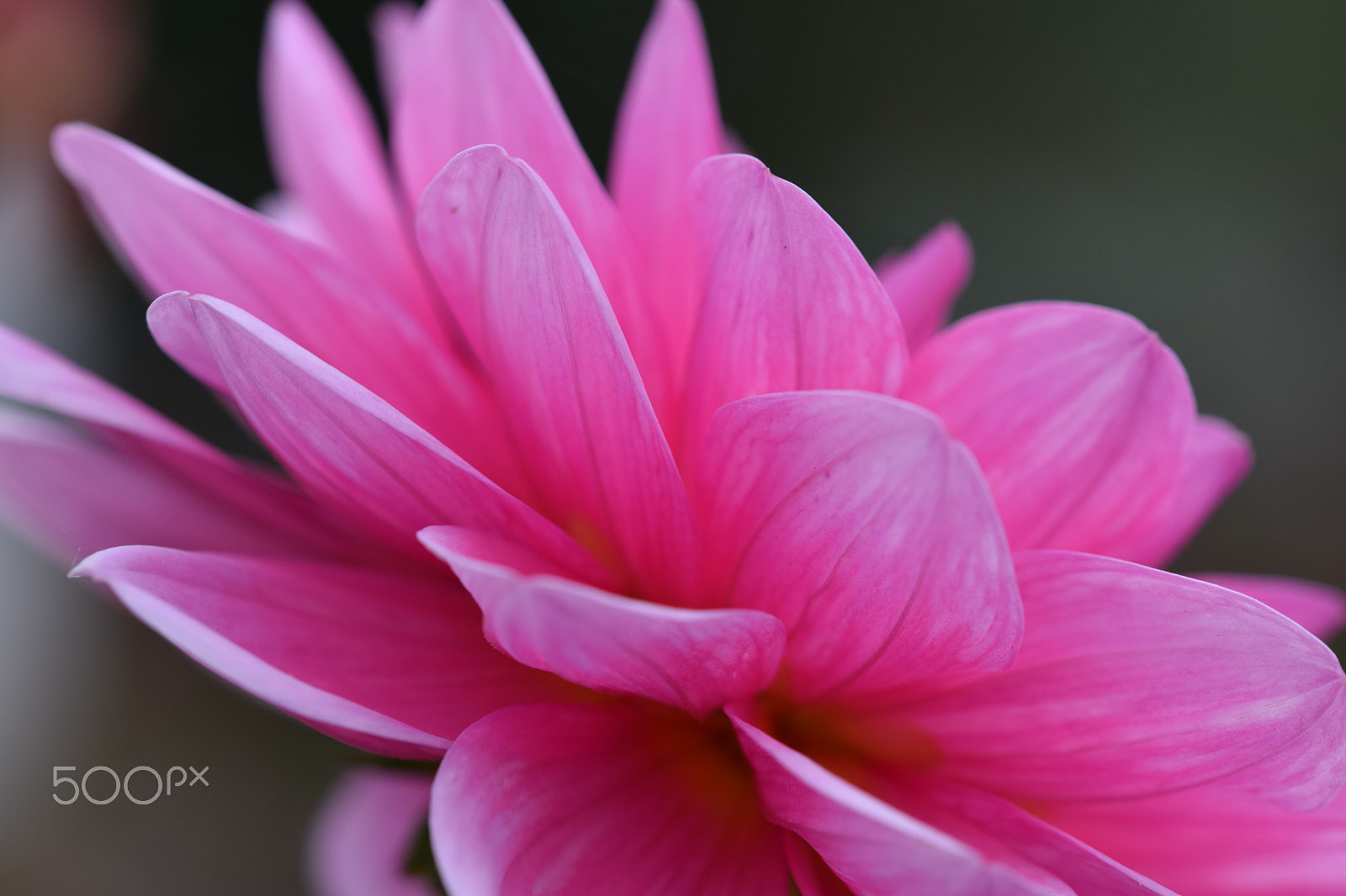 Sigma 105mm F2.8 EX DG OS HSM sample photo. Blüten-makro photography