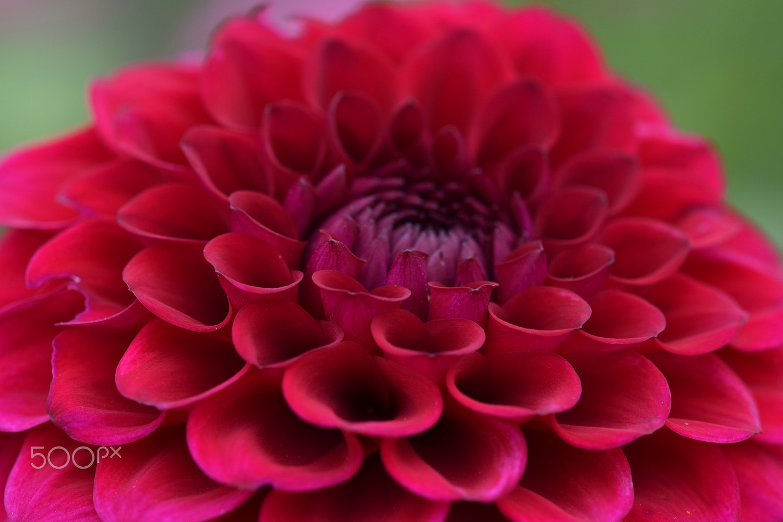 Sigma 105mm F2.8 EX DG OS HSM sample photo. Rote blüte photography