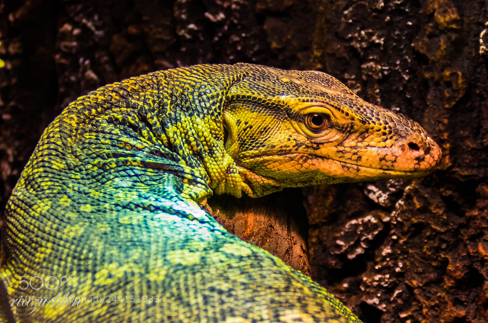 Canon EOS 7D Mark II sample photo. Forest monitor.. photography