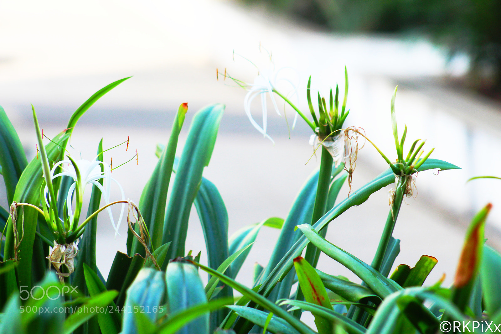 Canon EOS 1300D (EOS Rebel T6 / EOS Kiss X80) sample photo. Flowers photography
