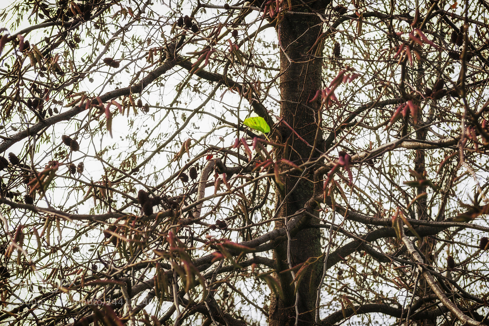 Nikon D3100 sample photo. Last leaf photography