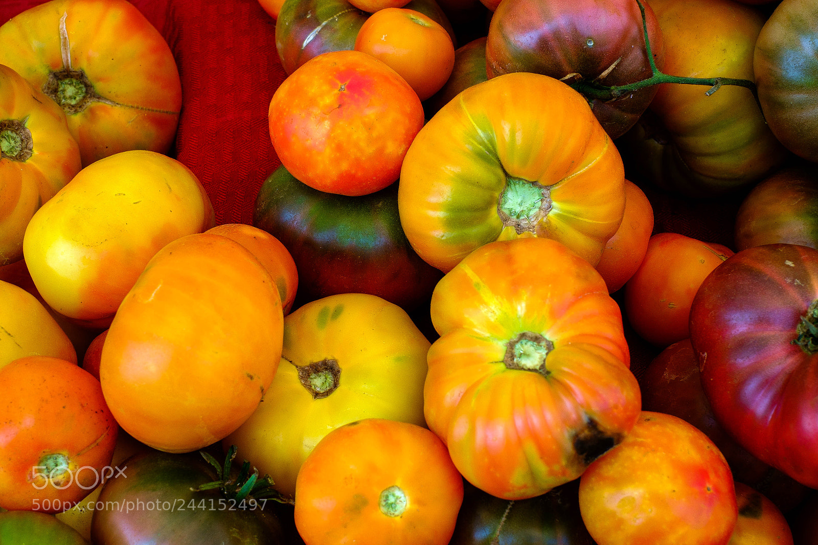 Fujifilm X-Pro1 sample photo. Ls tomatoes (of ) photography