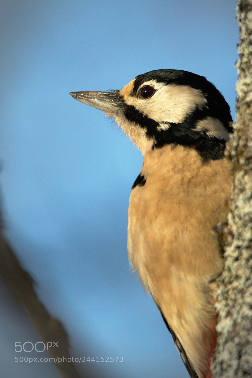 Nikon D810 sample photo. Woody woodpecker #1 photography