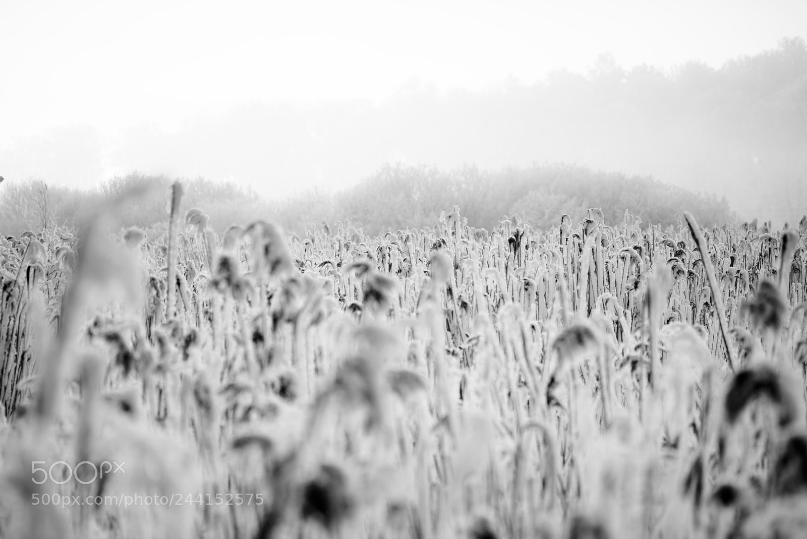 Nikon D810 sample photo. Winterland #1 photography