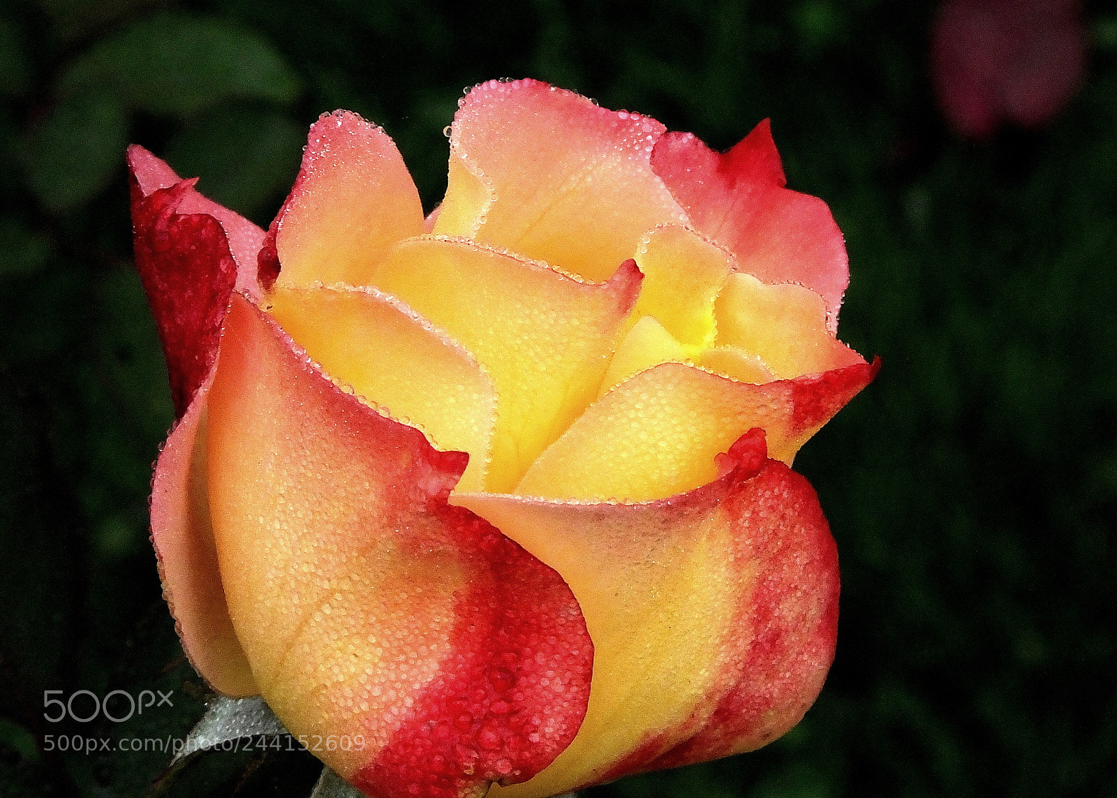 Fujifilm FinePix HS50 EXR sample photo. Dew it boldly photography