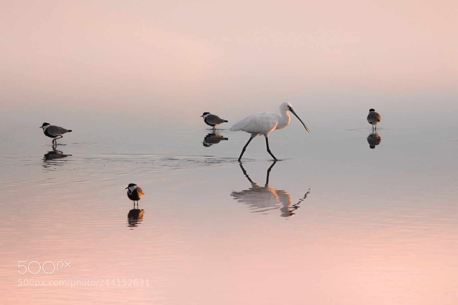 Canon EOS 7D Mark II sample photo. Birds in early morning photography