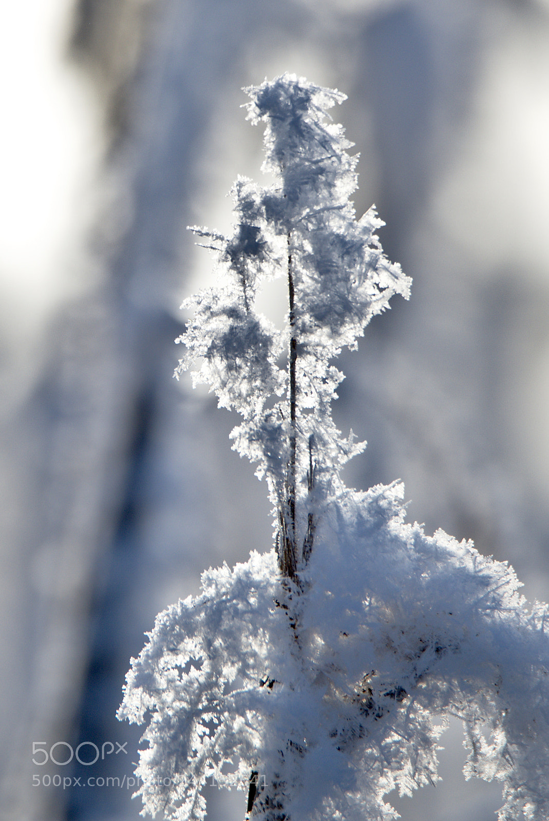 Nikon D810 sample photo. Winterland #2 photography