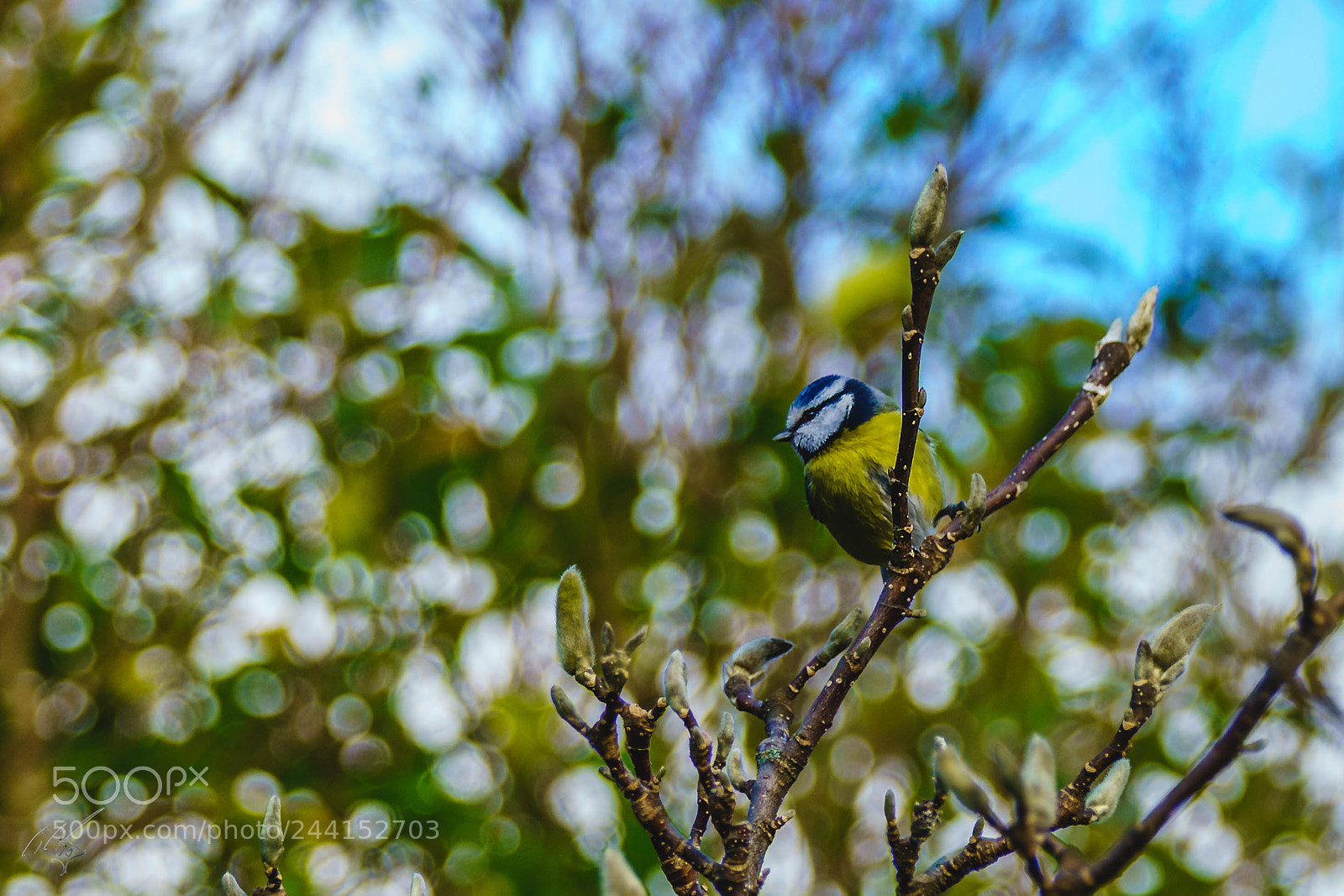 Sony a7R II sample photo. Blue tit jan photography