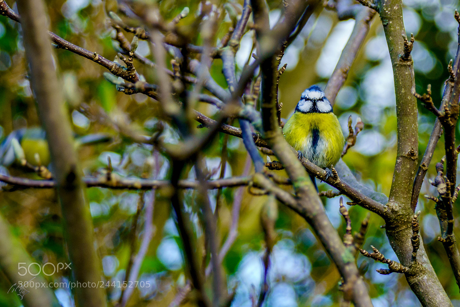 Sony a7R II sample photo. Blue tit jan photography