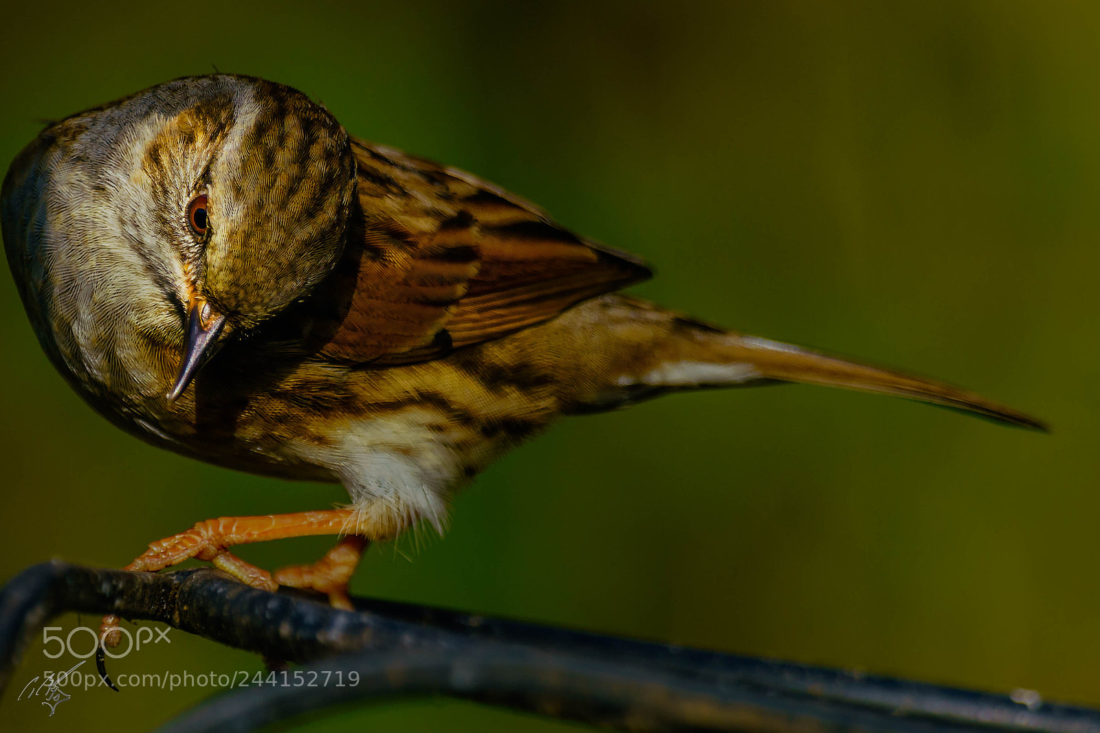 Sony a7R II sample photo. Sparrow jan photography