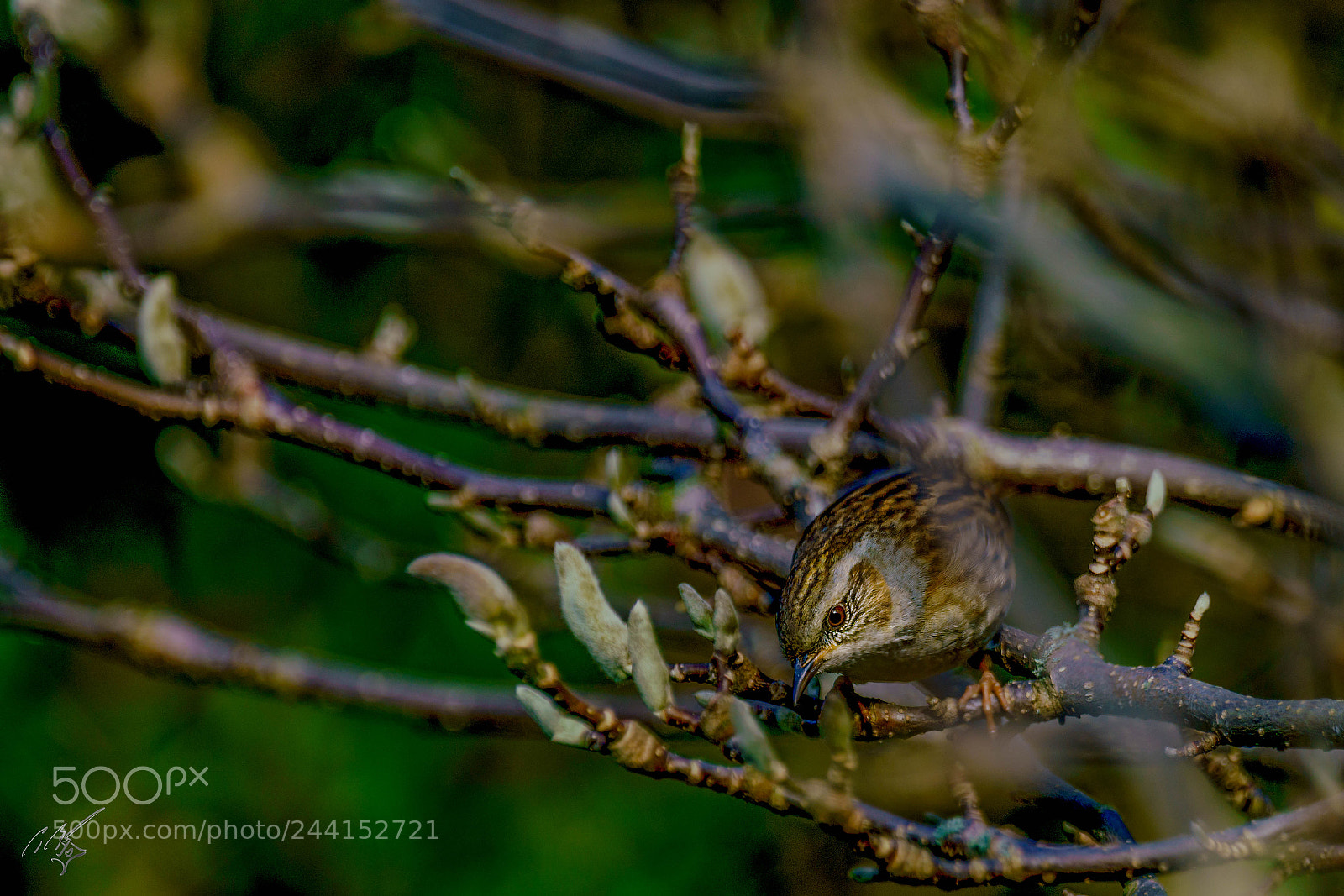Sony a7R II sample photo. Sparrow jan photography