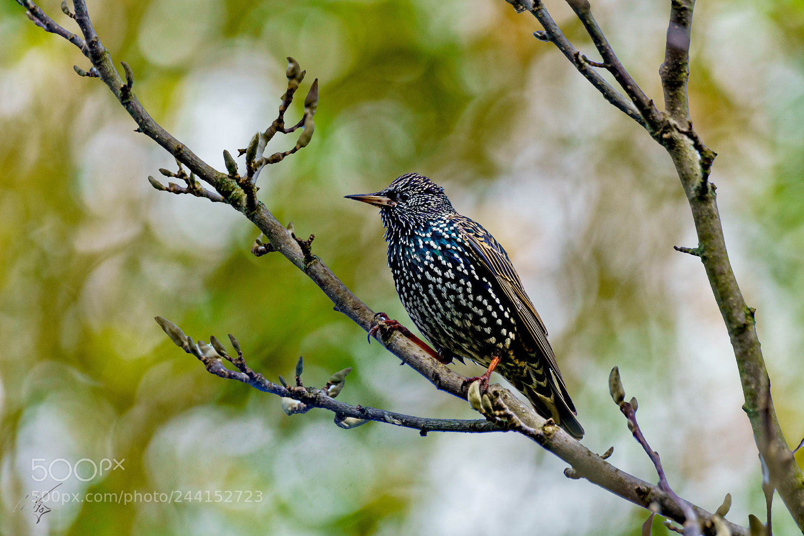 Sony a7R II sample photo. Starling jan photography