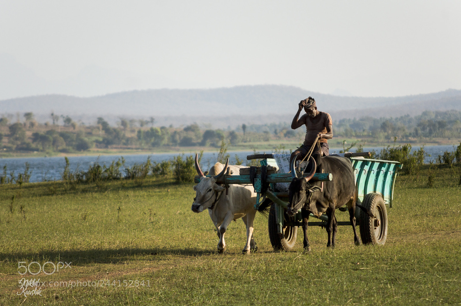 Nikon D3200 sample photo. Bullock cart photography