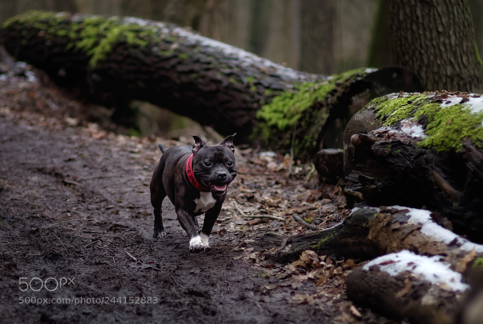 Pentax K-50 sample photo. Small phantom of the photography