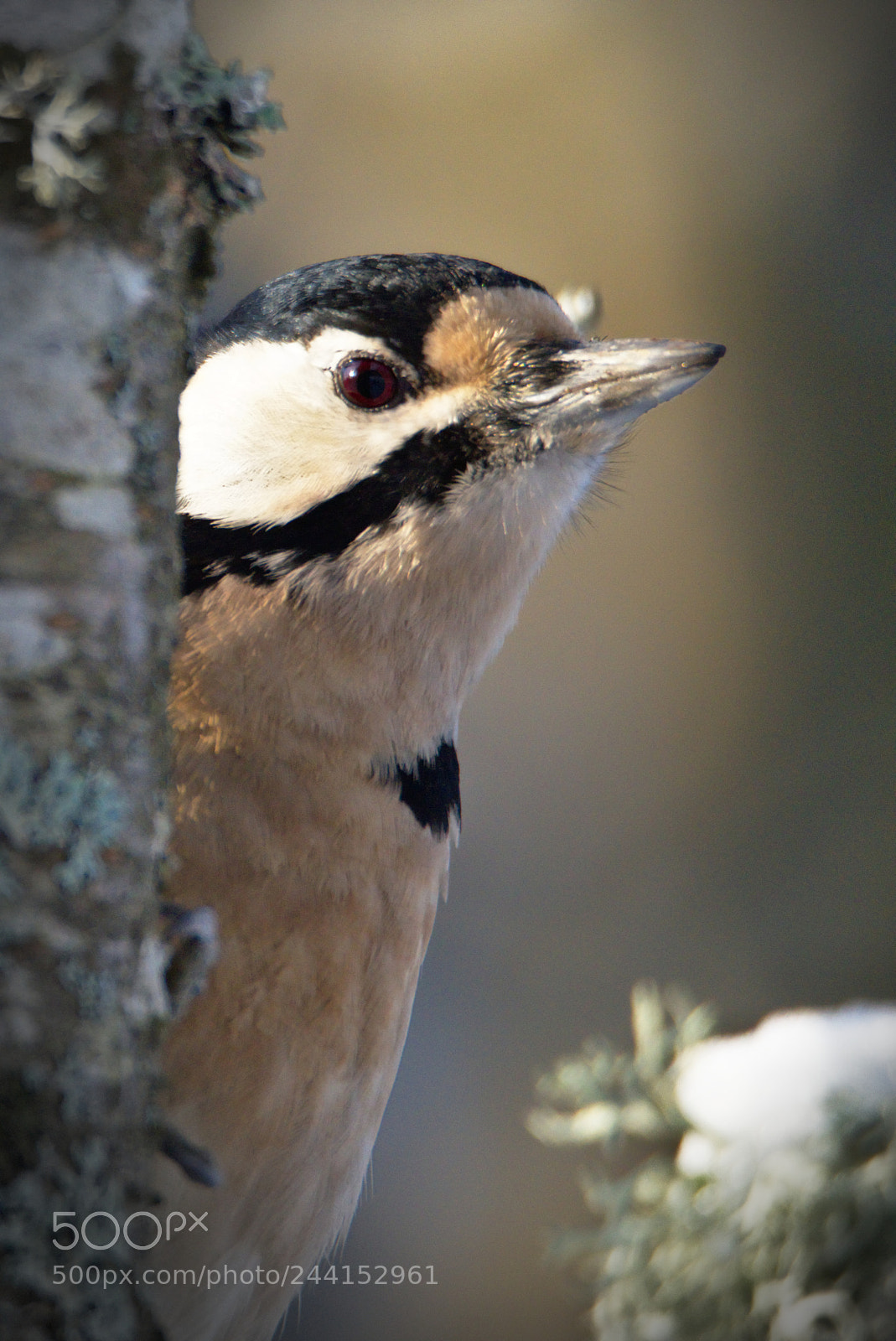 Nikon D810 sample photo. Woody woodpecker #2 photography