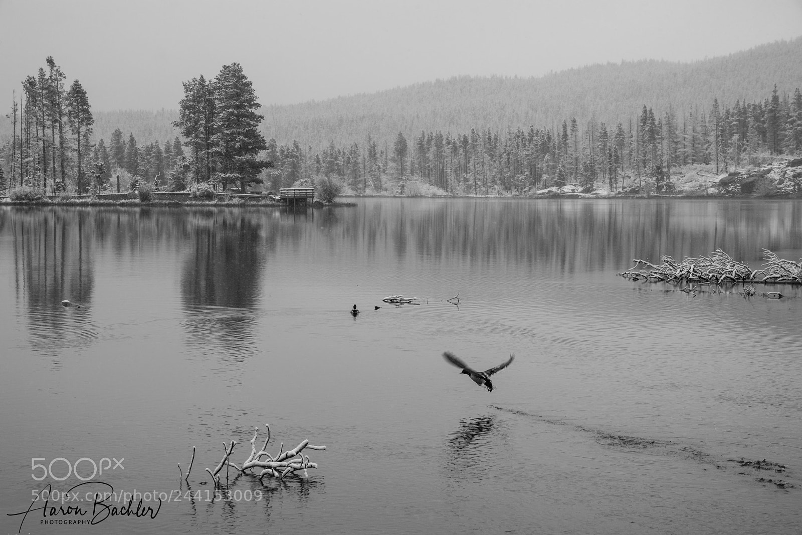 Nikon D610 sample photo. Taking flight photography