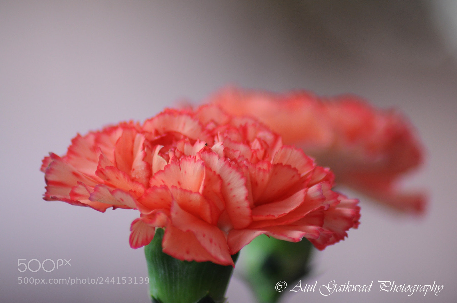 Nikon D90 sample photo. Untitled photography
