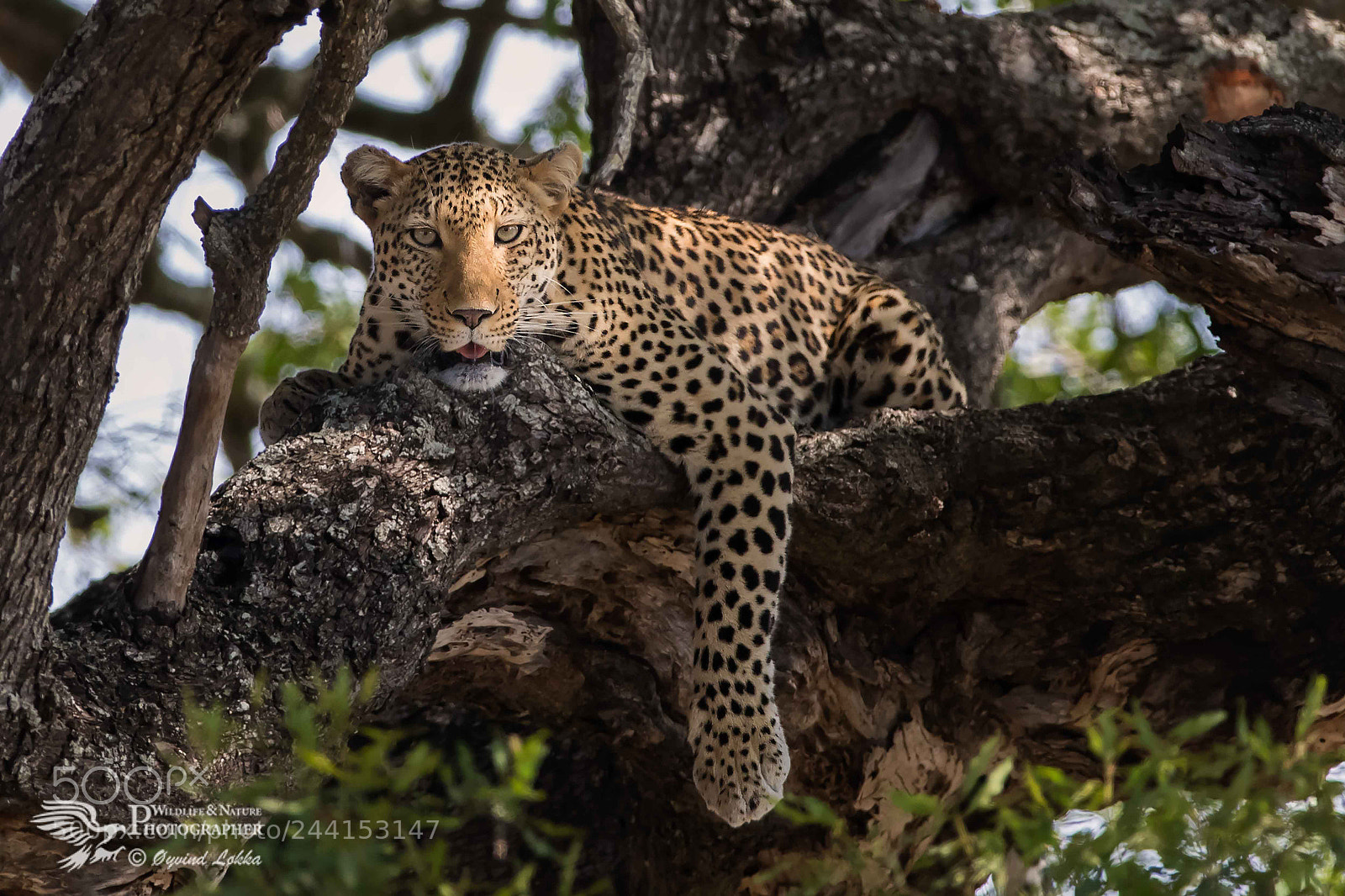 Canon EOS-1D X Mark II sample photo. Leopard photography