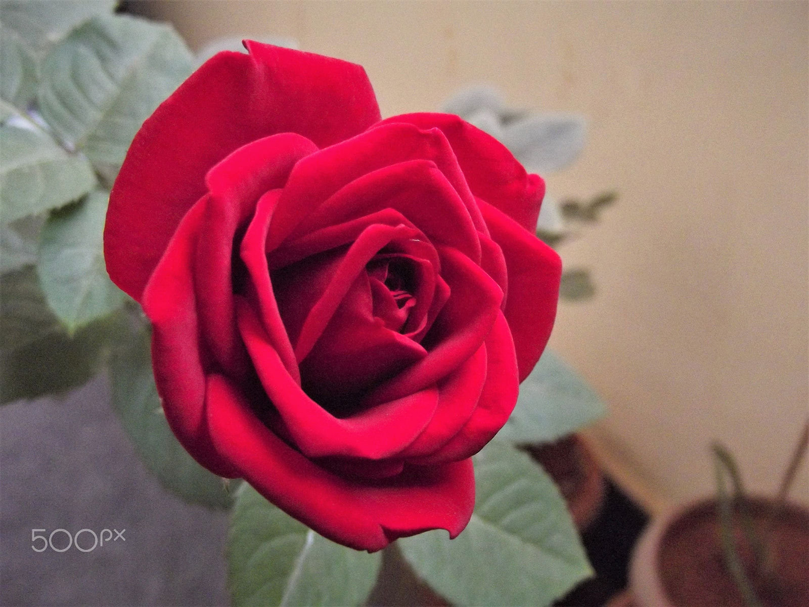 Fujifilm FinePix S2980 sample photo. Red rose photography