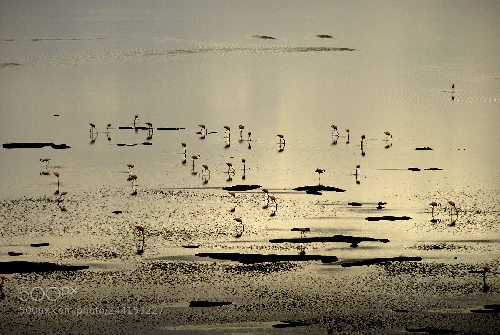 Nikon D200 sample photo. Flamingo photography