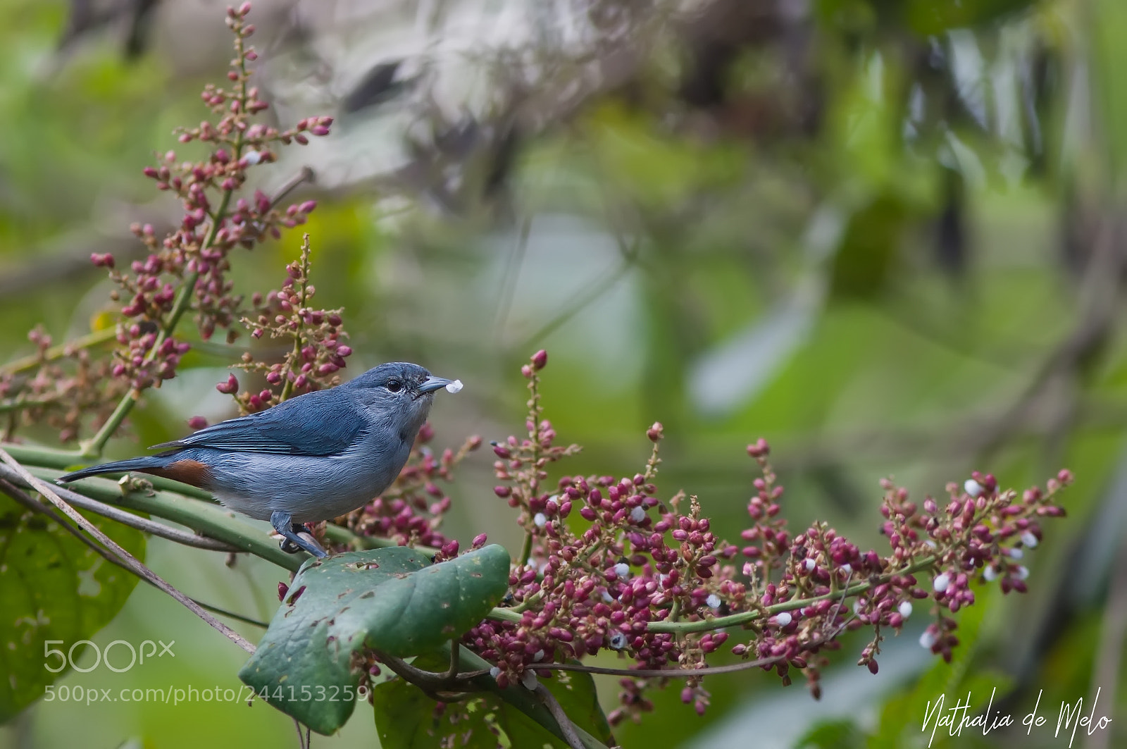 Canon EOS-1D Mark III sample photo. Figuinha-de-rabo-castanho conirostrum speciosum photography