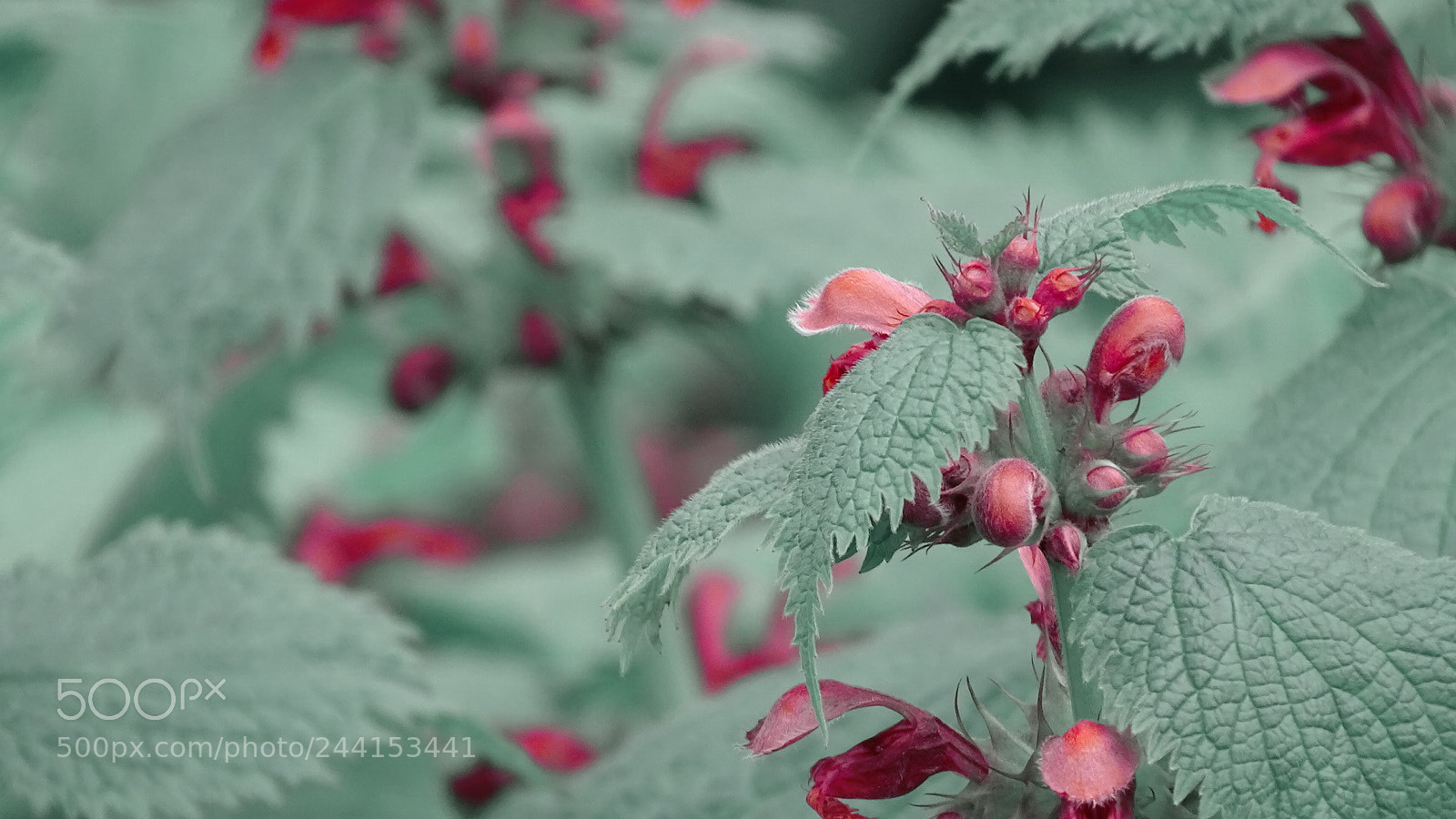 Sony Cyber-shot DSC-HX350 sample photo. Taubnessel photography