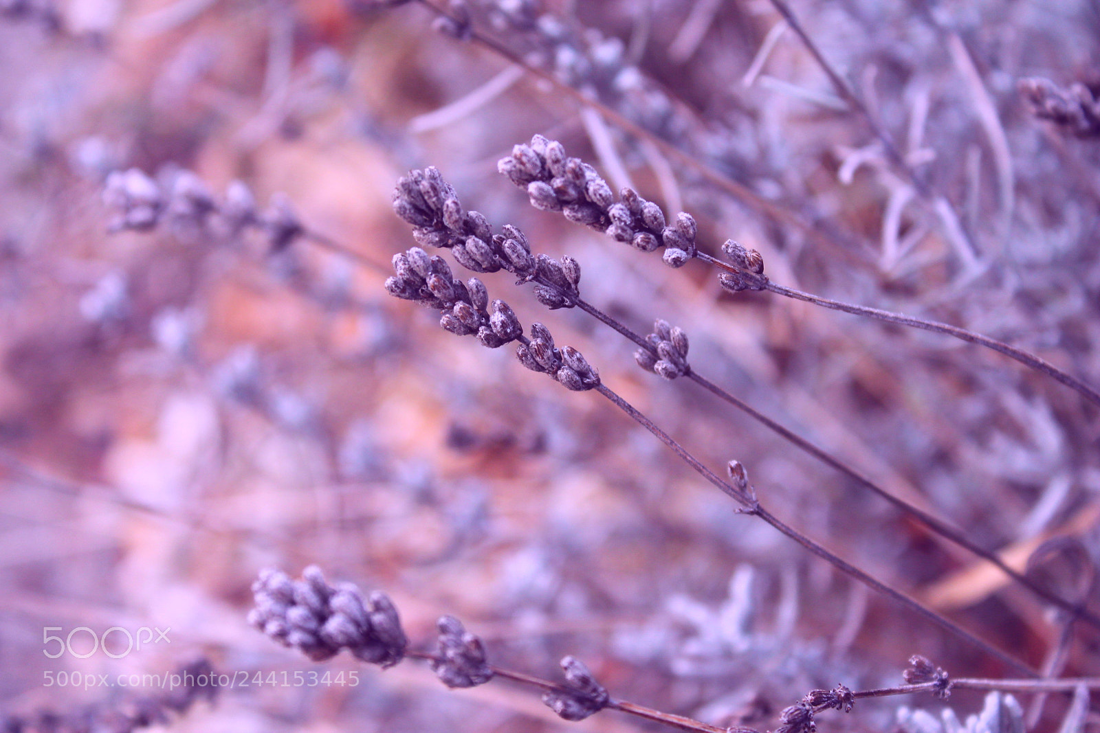 Canon EOS 1100D (EOS Rebel T3 / EOS Kiss X50) sample photo. January with a lavender photography