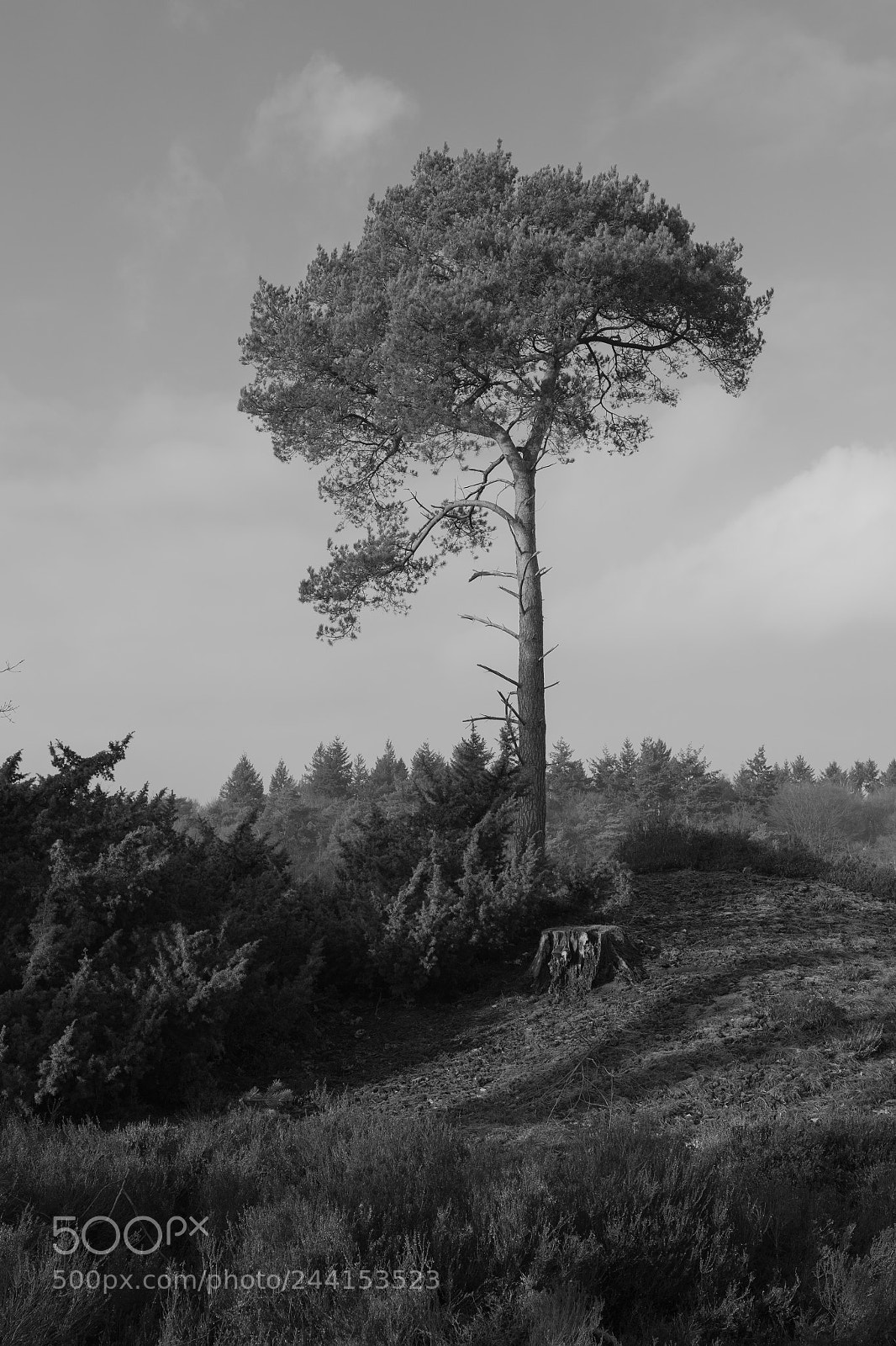 Nikon D7100 sample photo. Leave me alone tree photography