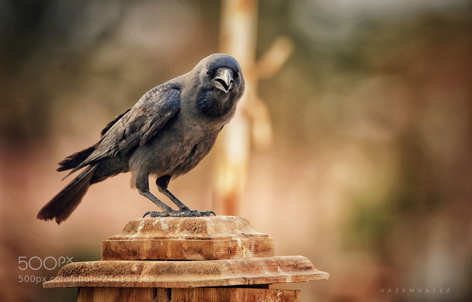 Nikon D610 sample photo. "go away" he says.. photography