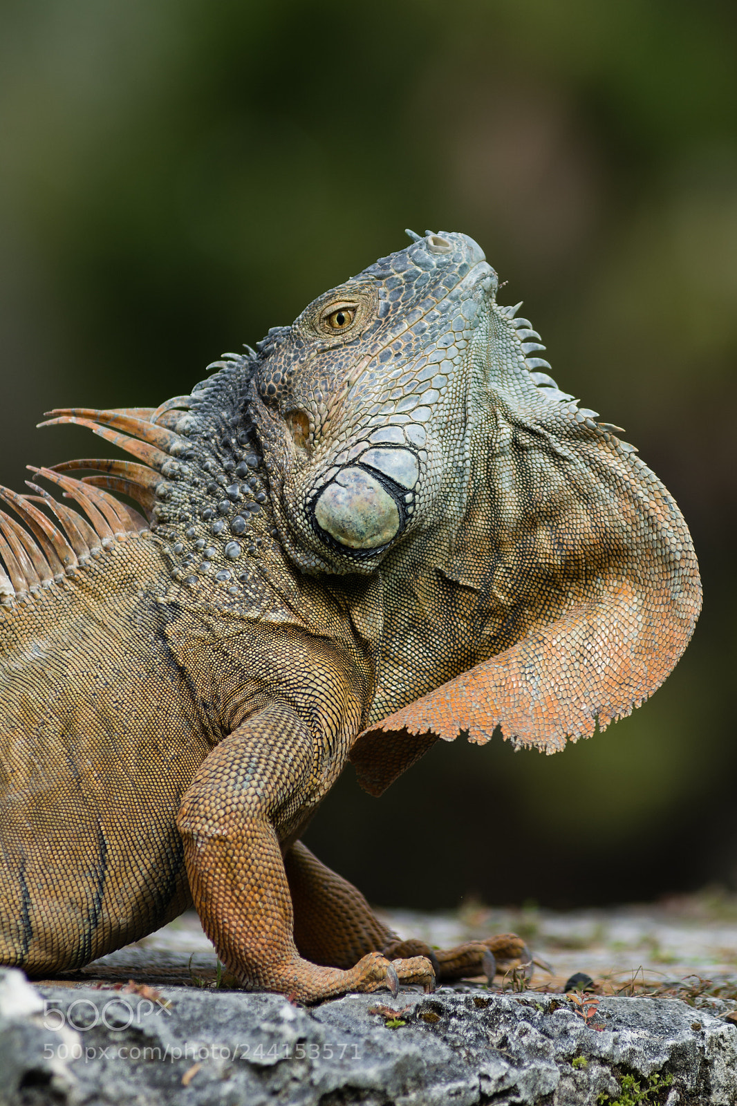Nikon D7100 sample photo. Iguana portrait photography