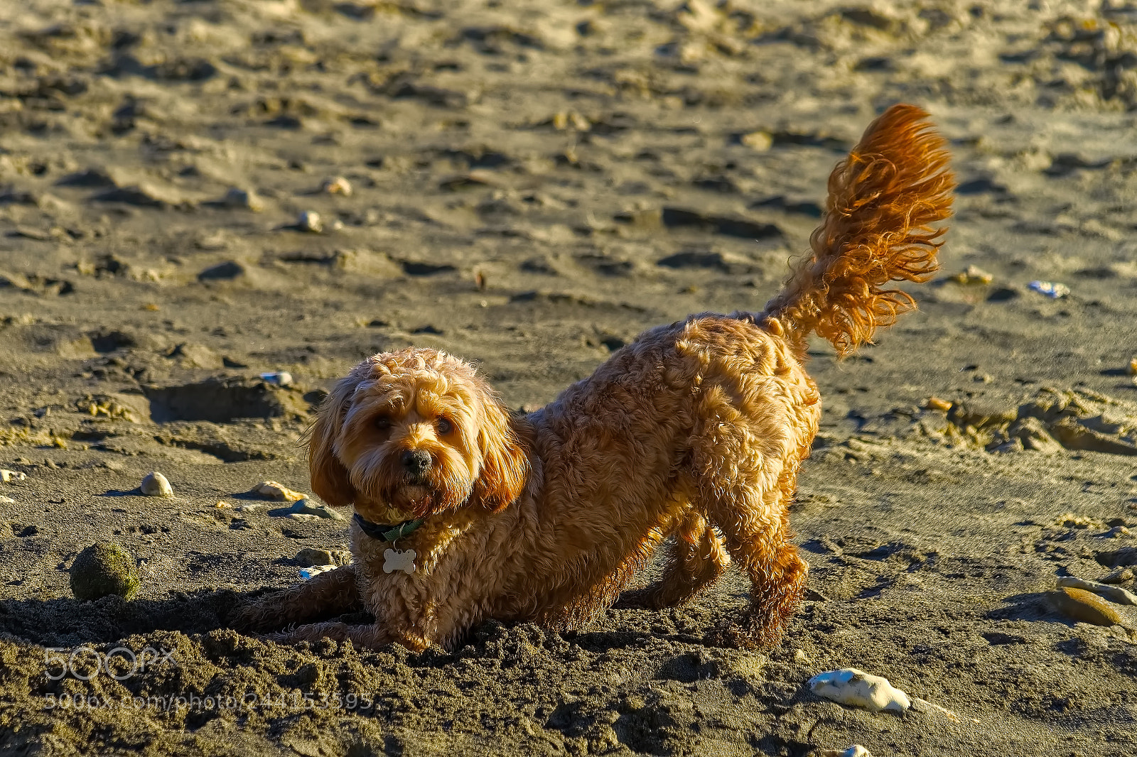 Sony SLT-A99V sample photo. Tons of fun. photography