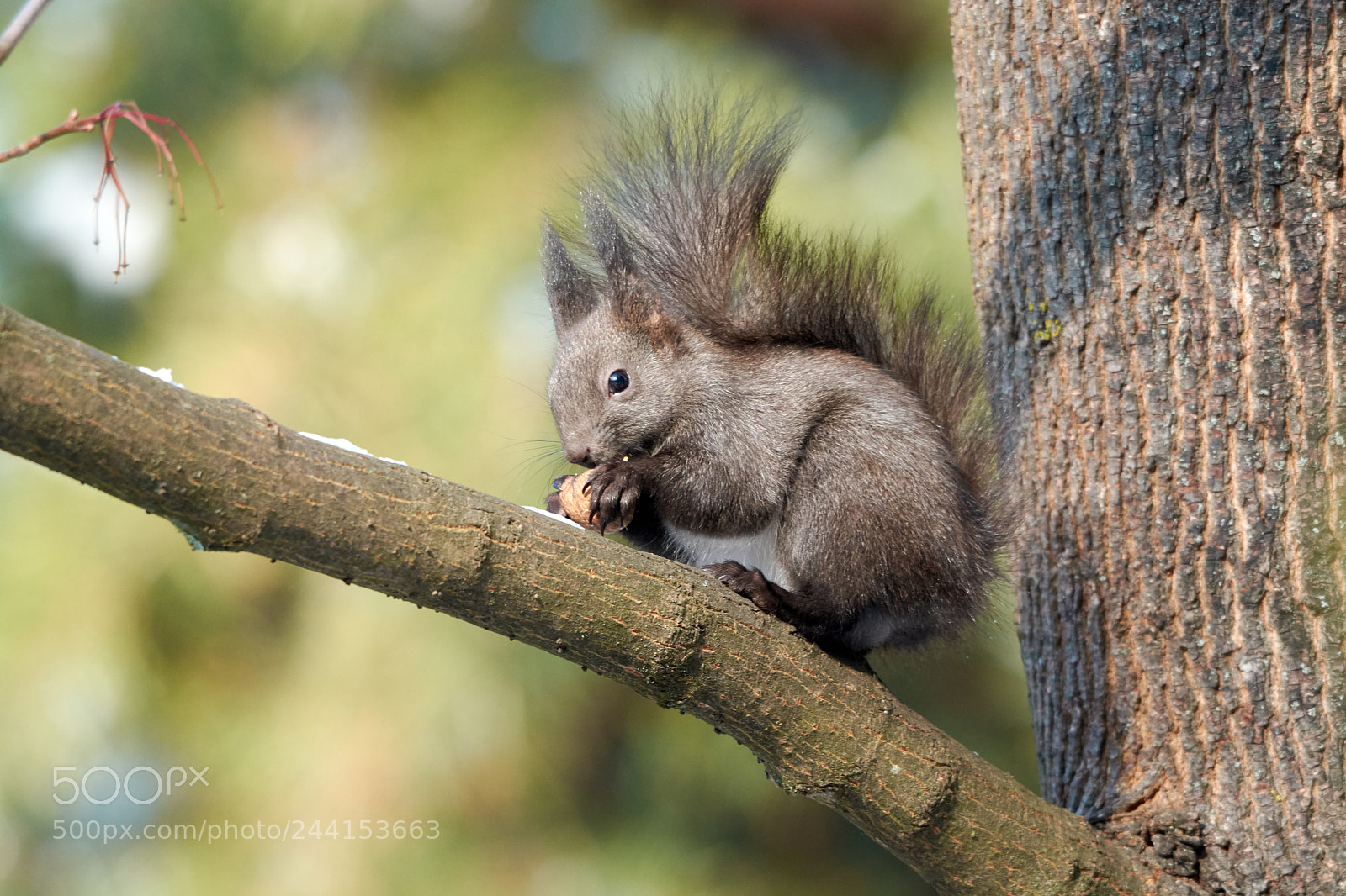Nikon D7100 sample photo. Squirrel photography