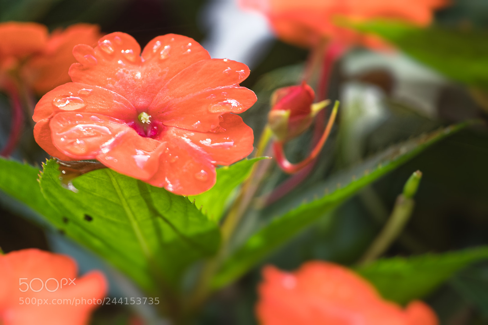 Canon EOS M5 sample photo. Morning dew photography