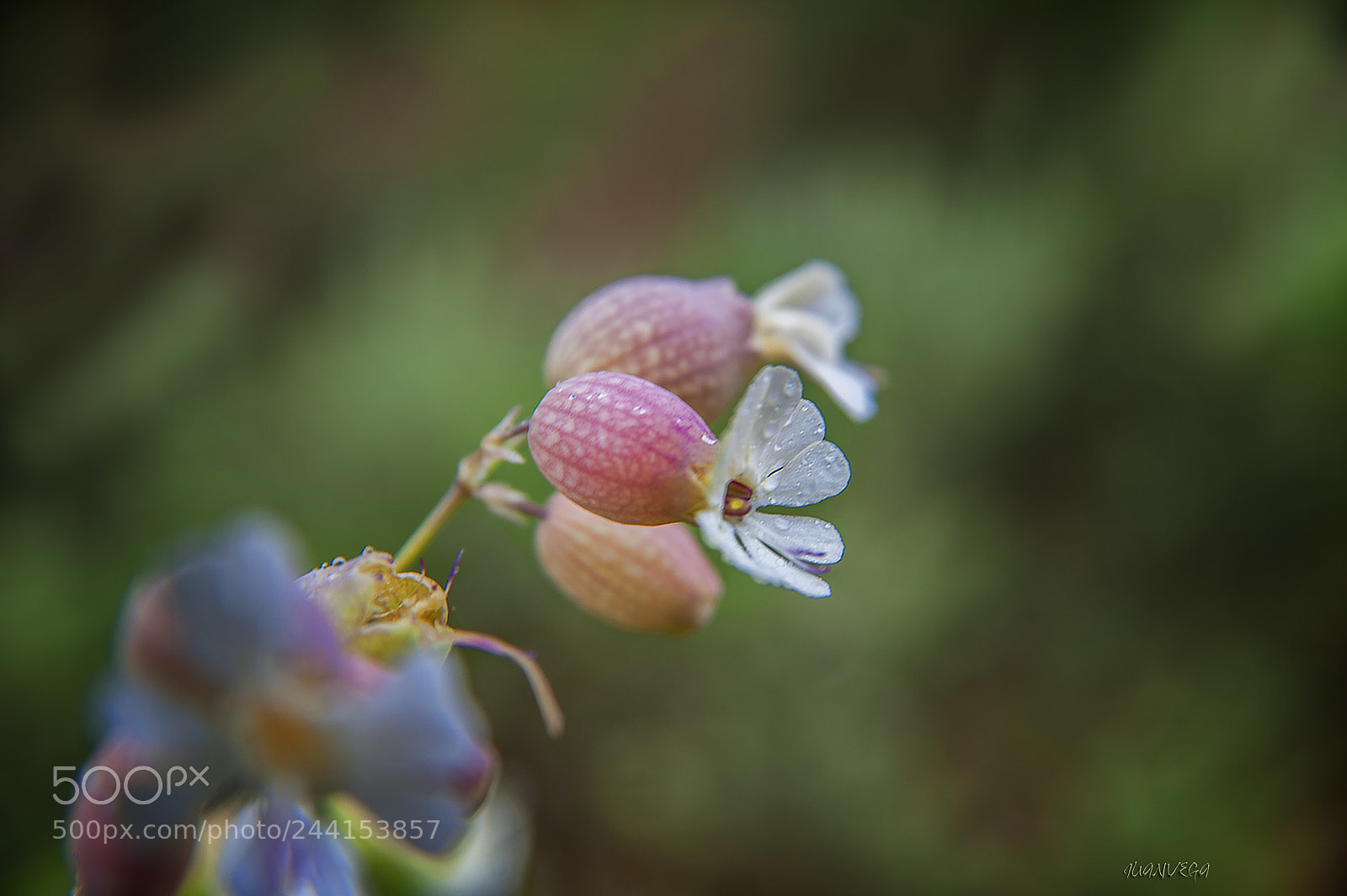 Nikon D700 sample photo. Macro photography