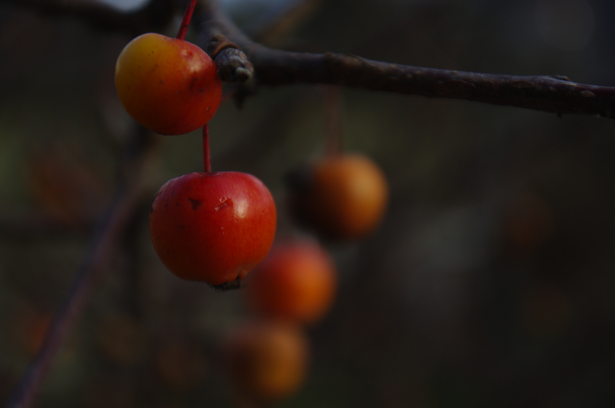 Pentax K20D + Sigma 50-200mm F4-5.6 DC OS HSM sample photo