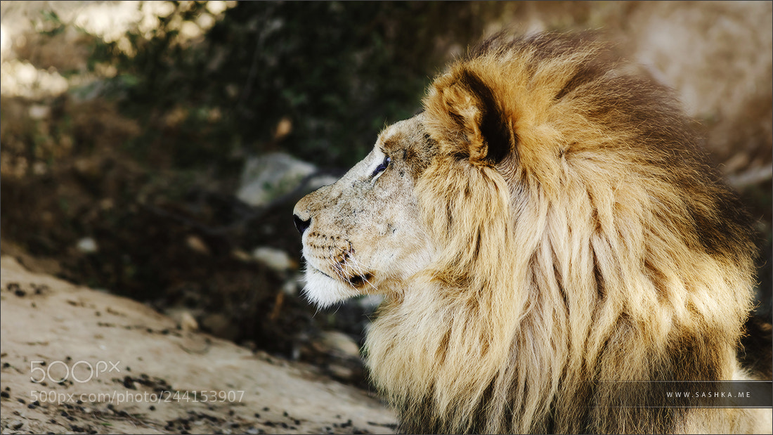 Sony Alpha a99 sample photo. Big daunting lion portrait photography